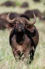 An African buffalo-Syncerus caffer-looking at the camera Voi-Tsavo National Park-Kenya Art Print